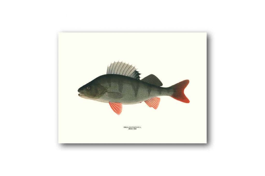 Affisch medium abborre