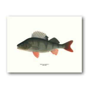 Affisch medium abborre