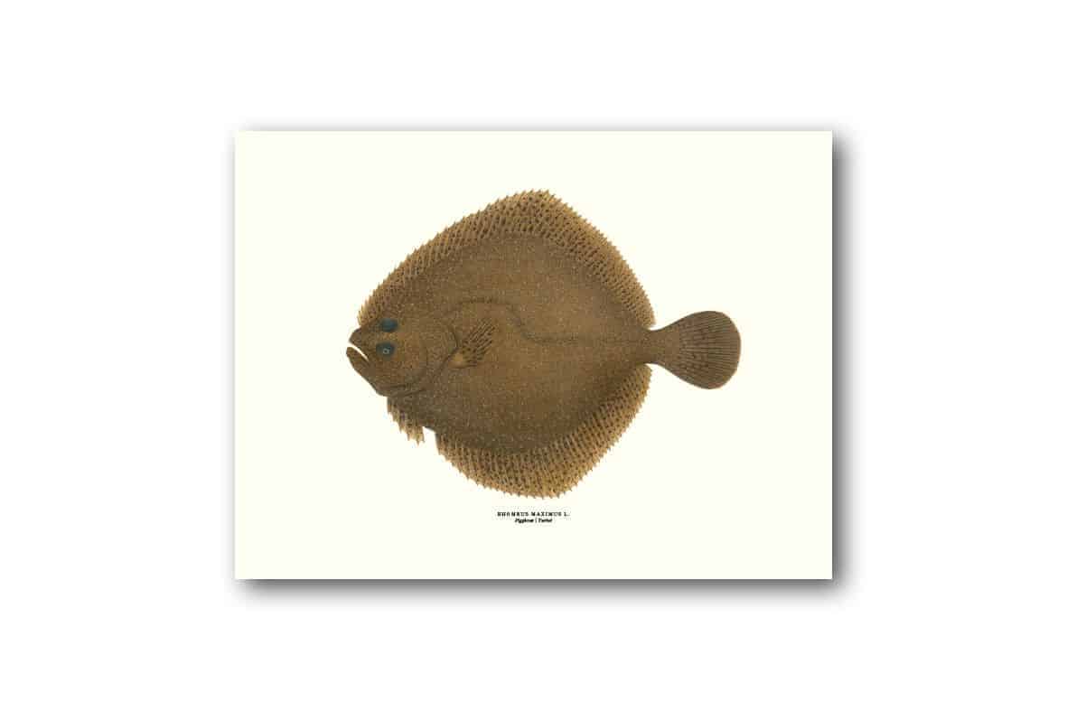 Affisch medium piggvar