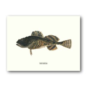 Affisch medium rötsimpa