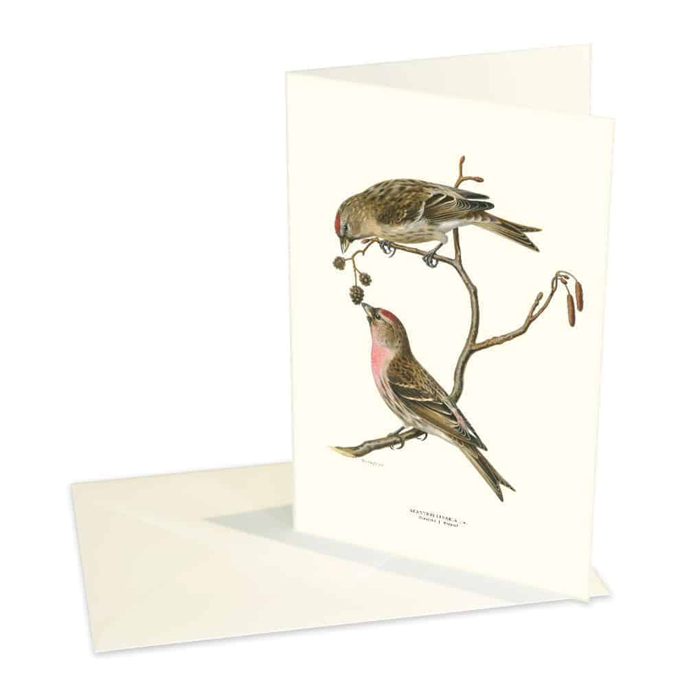 Kort Gråsiska Kort Gråsiska