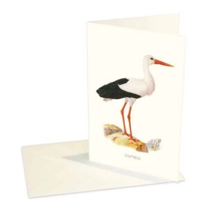 Kort Vit Stork