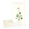 Kort Slåtterblomma