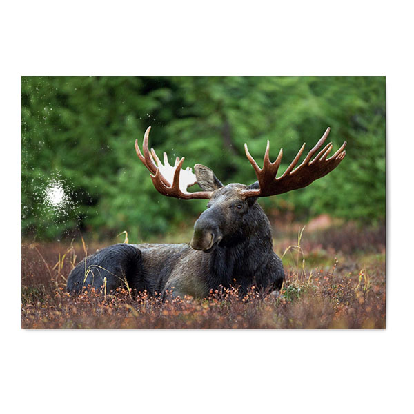 Vykort Älg Vykort Älg