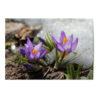 Vykort Krokus