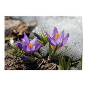 Vykort Krokus