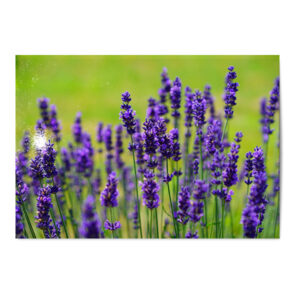 Vykort Lavendel