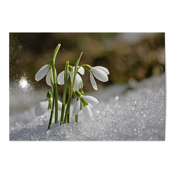 Vykort Snödroppe Vykort Snödroppe