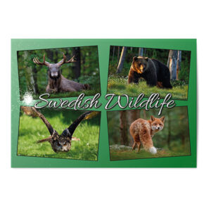 Vykort Swedish Wildlife Kollage