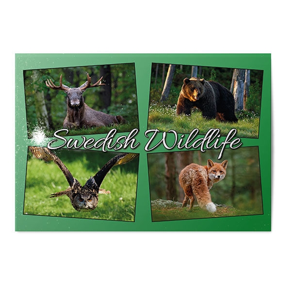 Vykort Swedish Wildlife Kollage
