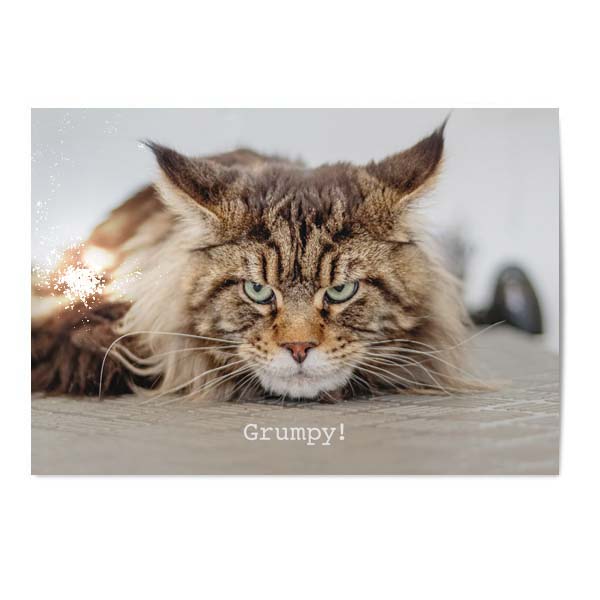 Vykort Grumpy cat Vykort Grumpy cat