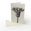 Kort vikt Karl Blossfeldt 1