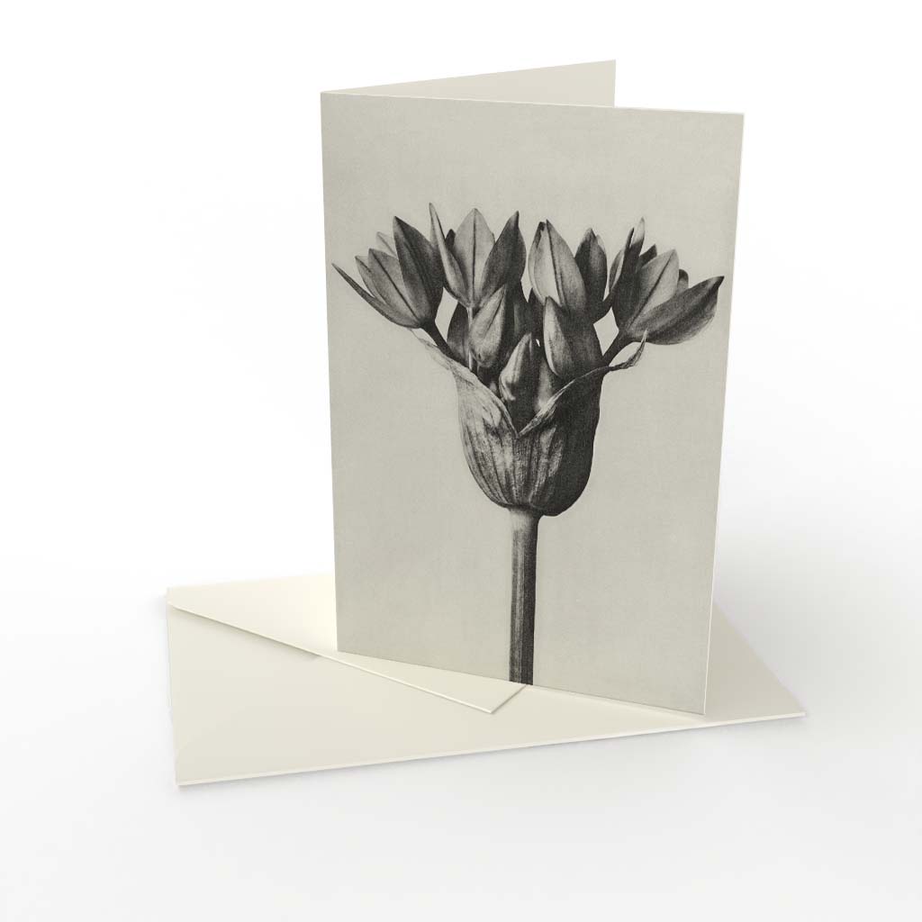 Kort vikt Karl Blossfeldt 1 Kort vikt Karl Blossfeldt 1