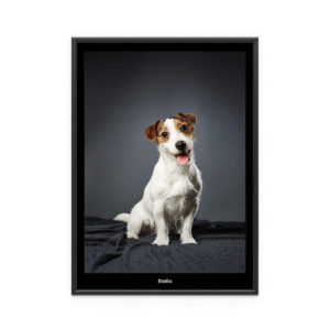Fotoposter Hund 1