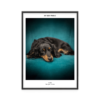 Fotoposter Hund 2
