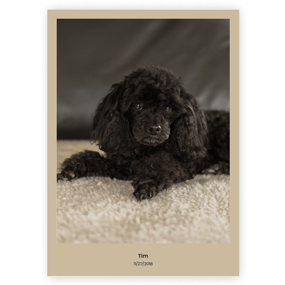 Fotoposter Hund 3 Utan ram