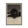Fotoposter Hund 3