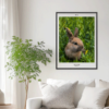 Fotoposter Kanin 2 Vägg 2