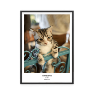 Fotoposter Katt 1