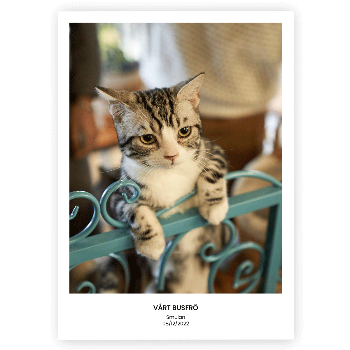 Fotoposter Katt 1 Utan ram