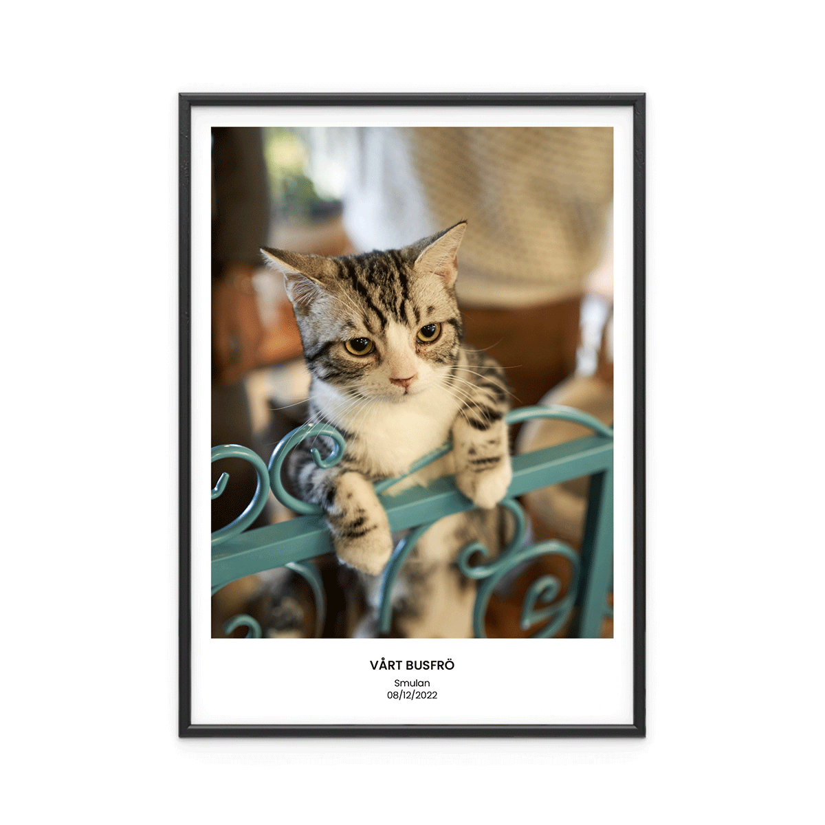 Fotoposter Katt 1 Fotoposter Katt 1