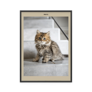 Fotoposter Katt 2