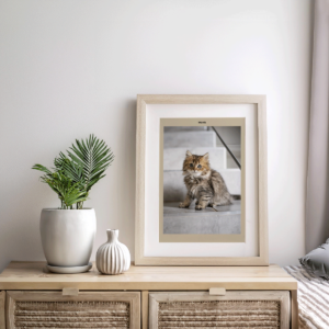Fotoposter Katt 2 Byrå