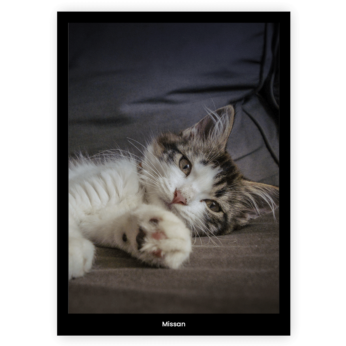 Fotoposter Katt 3 utan ram