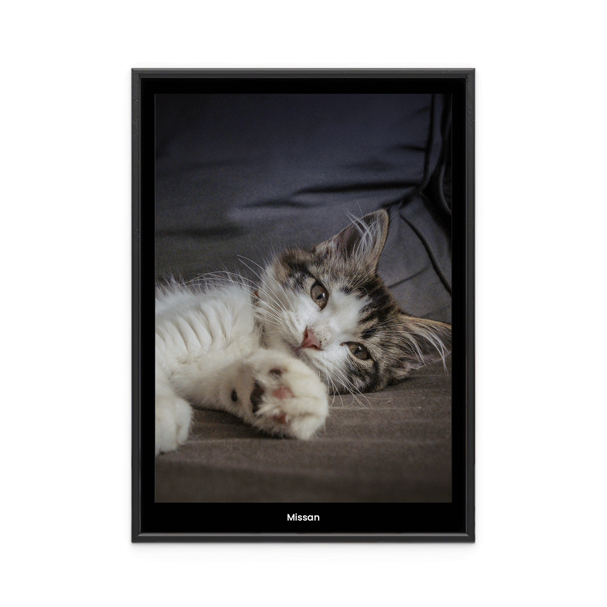 Fotoposter Katt 3 Fotoposter Katt 3