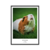 Fotoposter Marsvin 1