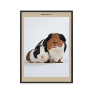 Fotoposter Marsvin 2