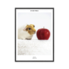 Fotoposter Marsvin 4