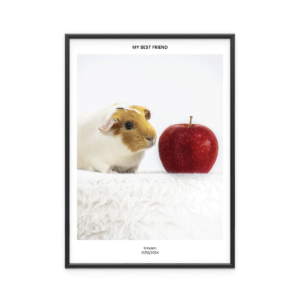 Fotoposter Marsvin 4