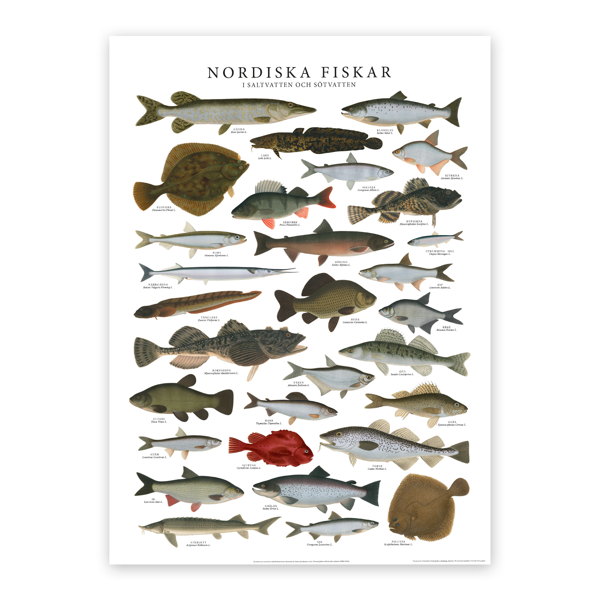 Poster Nordiska fiskar 50x70 Poster Nordiska fiskar 50x70