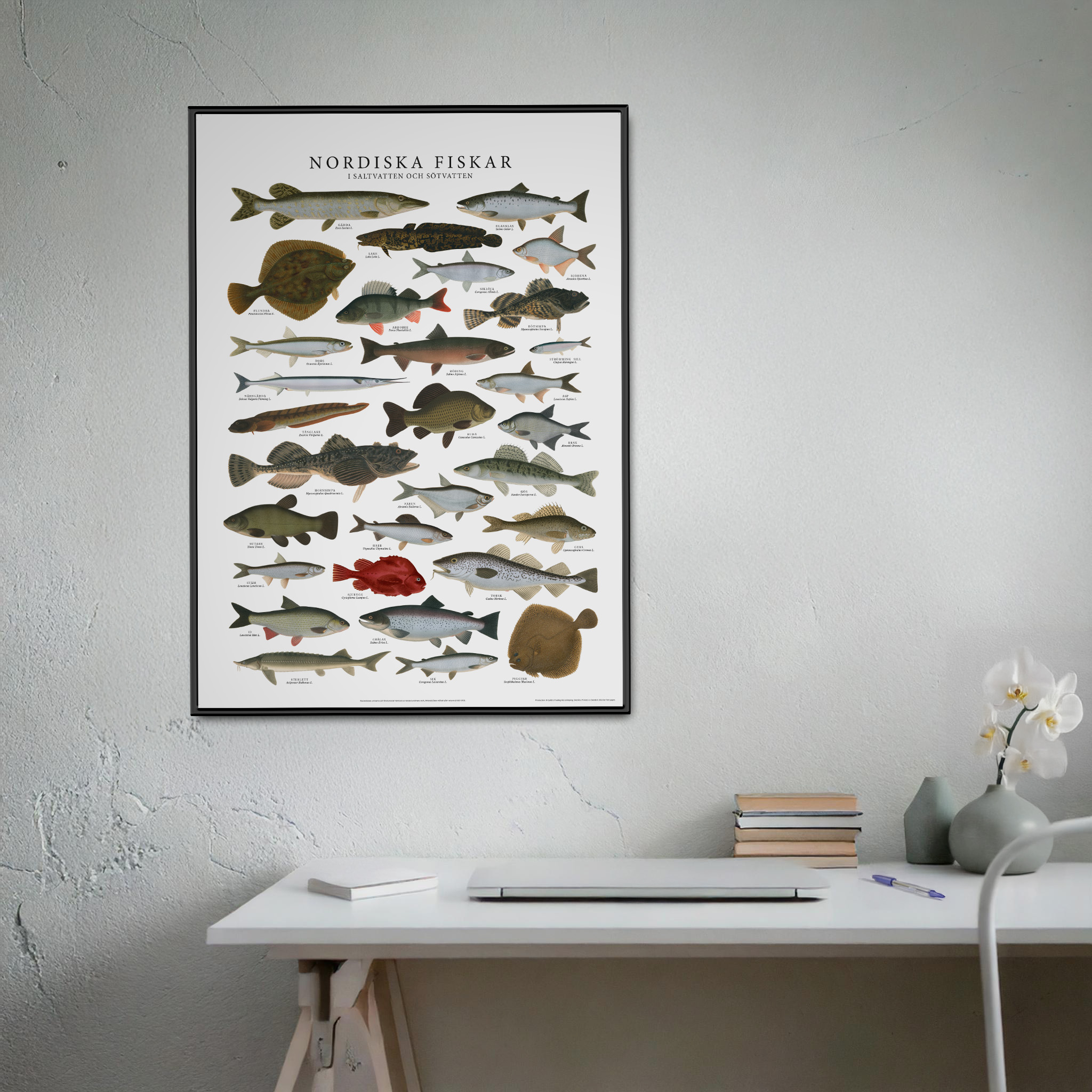 Poster Nordiska fiskar 50x70 2