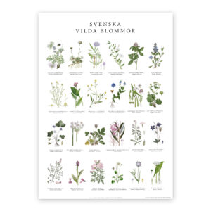 Poster Vilda blommor 50x70