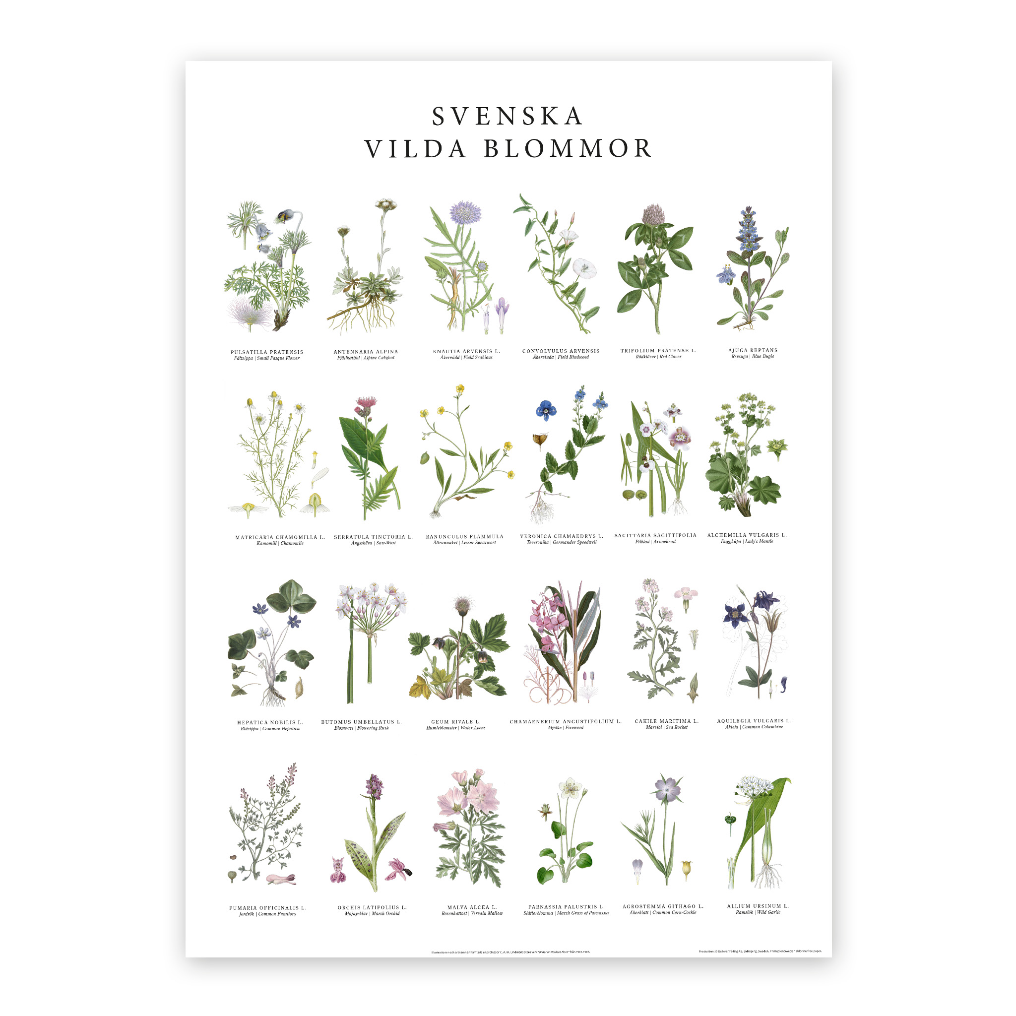 Poster Vilda blommor 50x70