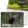 Väggkalender Älgar 2026