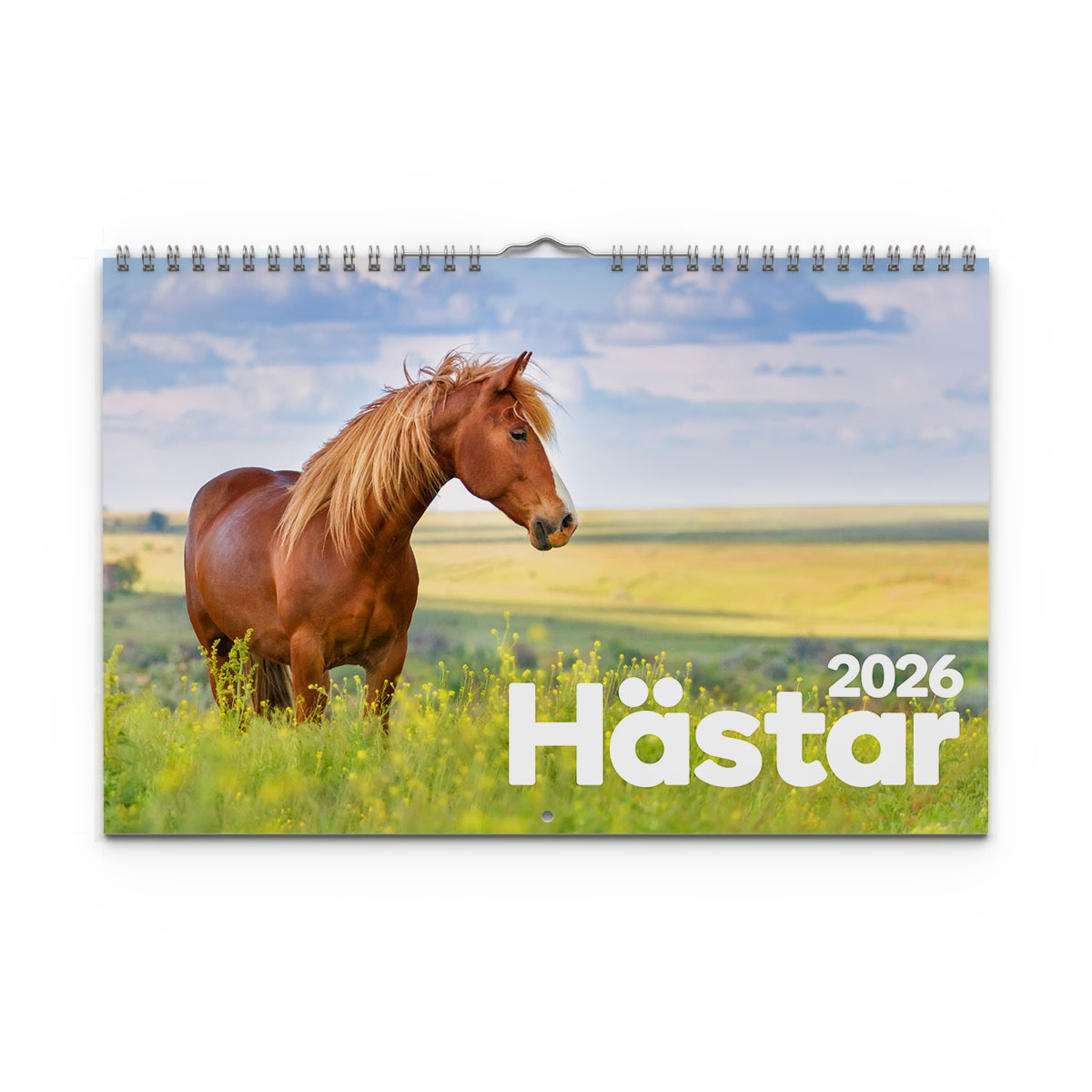 Väggkalender Hästar Medium 2026 omslag Väggkalender Hästar Medium 2026 omslag